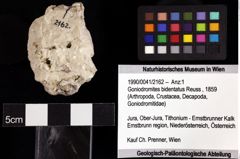 Foto (Objket + Etiketten) von Goniodromites bidentatus (Reuss, 1859) 